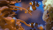 Coral Reef Swimming GIF by Monterey Bay Aquarium