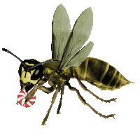 Stop Motion Wow Sticker by Colin Raff