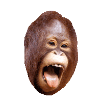 Sticker gif. Face of a baby orangutan, tongue sticking out tauntingly, bouncing up and down.