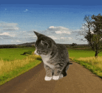 Cat Kitten GIF by De Graafschap Dierenartsen