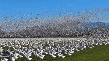 Thousands of Snow Geese Blot Out Sky as They Take Flight Over Washington