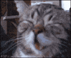 Video gif. Grainy closeup of a gray striped cat with its eyes closed tight. It looks as if its smiling and laughing while a hand scratches its back.