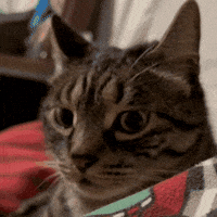 Cat Meme Tell Me Now GIF by Furrend