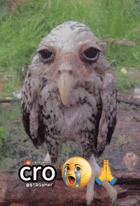 Owl Meme GIF