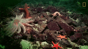 national geographic seastar GIF by Nat Geo Wild
