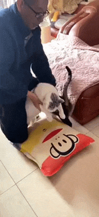 cuteanimalland giphyupload GIF