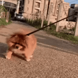 Pomeranian No Gif Find Share On Giphy