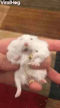Hamster Cheeks Spill Pockets of Pellets