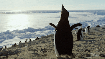 Penguin GIF by Disney+