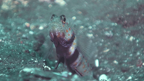 WeAreWater giphygifmaker eat ocean goby GIF