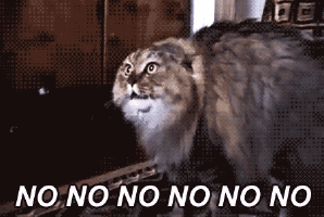 Video gif. A large fluffy cat with wild eyes and ears pressed back, cowers. It’s mouth opens and closes, appearing as if it’s speaking, and then it bears its teeth to hiss. The text says, “No No No No No No”
