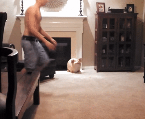 cat attacks GIF