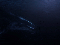 ocean whale GIF by Beyond Blue
