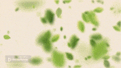 Frankenwaldhanf  GIF