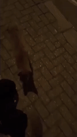 Fantastic Fox and Friend Walk Through Streets of London