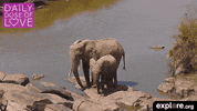 elephant africa GIF by explore.org