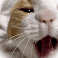 chatty__jenny cat yawn yawning jenny GIF