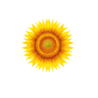 sundownvitaminas sunflower girassol sundown sundownvitaminas Sticker