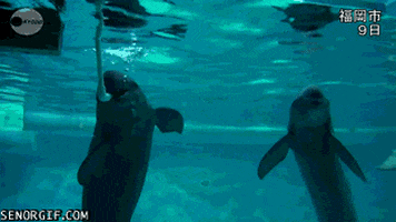 bubbles porpoises GIF by Cheezburger