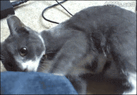 cat kicks GIF