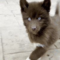 Red Husky GIF
