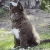 Red Husky GIF