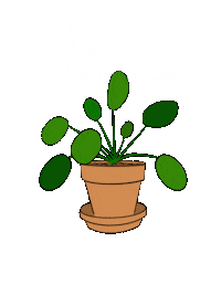 rostu_z_vody plant pilea kytka rostlina Sticker