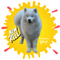 Sticker Laugh Sticker