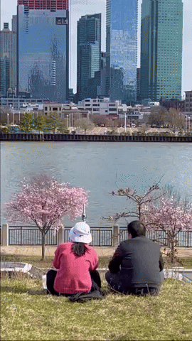 Cherry Blossoms Bloom on NYC's Roosevelt Island