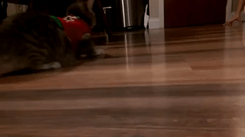 Mischievous Kitten Rolls Around in a Christmas Sweater