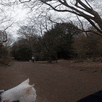 Hiss GIF