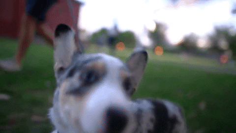 wewpet giphyupload dog wewpet GIF