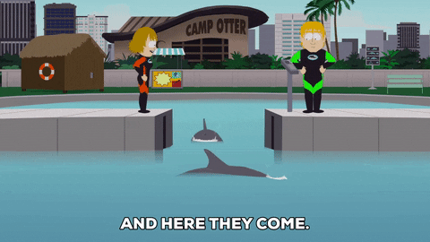 dolphins trainers GIF by South Park 