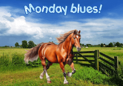 Horses Expressions GIF