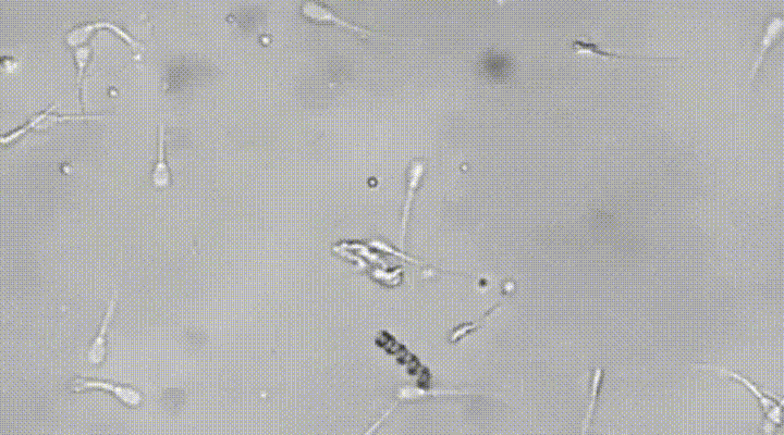 tail institute sperm integrative nanosciences GIF
