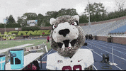 LafayetteLeopards leopard lafayette roll pards lafayette leopards GIF