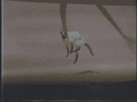 slow motion cat GIF by rotomangler