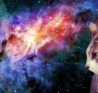Space Cat GIF