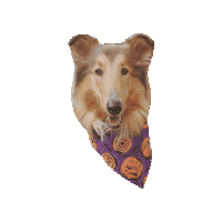Halloween Collie Sticker by Geekster Pets