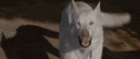 angry dog GIF