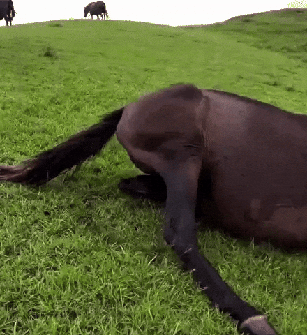 KinneyA bye horse slide horses GIF