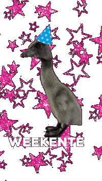 Weekend Duck Sticker