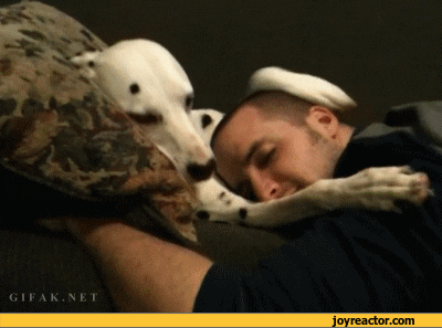 dog GIF