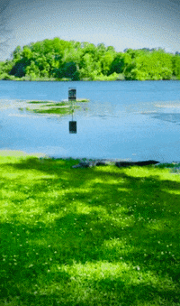 Wildlife Alligator GIF by University of Florida