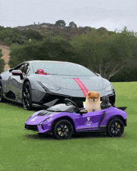 Pomeranian Happy Dog GIF