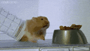 hamsters cheek GIF