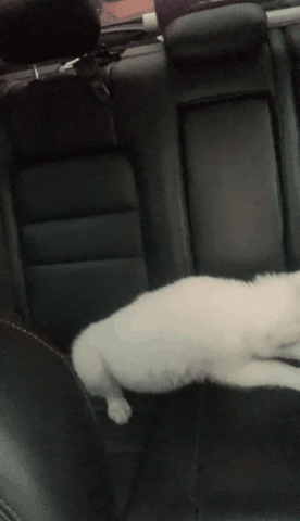 Wolf Whitewolf GIF by We Lift