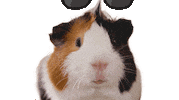 Guineapig Sticker by Kaytee