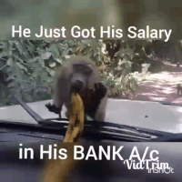 bank account GIF
