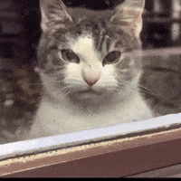 Cat Meme GIF